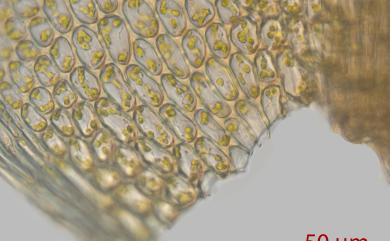 Plagiomnium cuspidatum (Hedw.) T.J. Kop., 1968 尖葉走燈苔