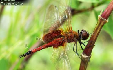 Tramea virginia (Rambur, 1842) 大華蜻蜓