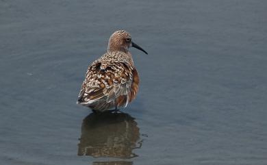 Calidris ferruginea (Pontoppidan, 1763) 彎嘴濱鷸