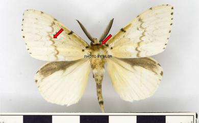 Lymantria xylina xylina Swinhoe, 1903 木毒蛾