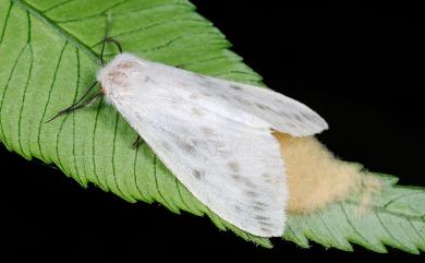 Lemyra rhodophilodes (Hampson, 1909)