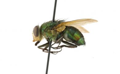 Isomyia electa (Villeneuve, 1927) 選同蠅