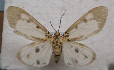Asota plana lacteata (Butler, 1881) 長斑擬燈蛾