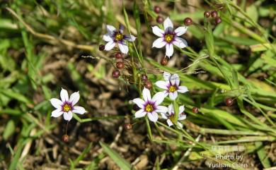 Sisyrinchium iridifolium Kunth 鳶尾葉庭菖蒲