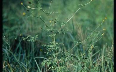 Bidens bipinnata 鬼針