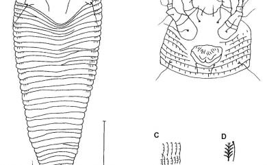 Colopodacus pisoniae Huang, 2001 皮孫木同足節蜱