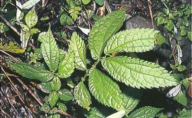 Elatostema oblongifolium S.H.Fu 長圓樓梯草
