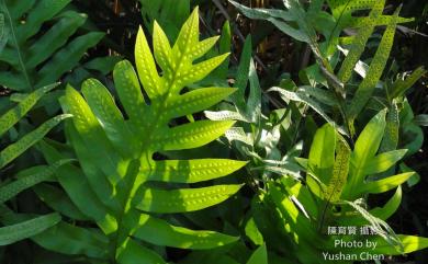 Microsorum scolopendria (Burm.f.) Copel. 海岸星蕨