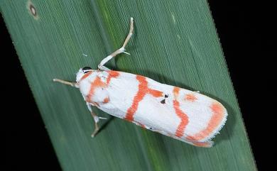 Cyana hamata hamata (Walker, 1854)