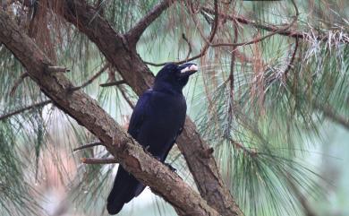 Corvus macrorhynchos colonorum 巨嘴鴉