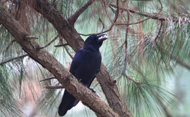 Corvus macrorhynchos colonorum (Swinhoe, 1864) 巨嘴鴉