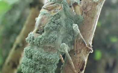 Nomuraea cylindrosporae 柱孢野村黴