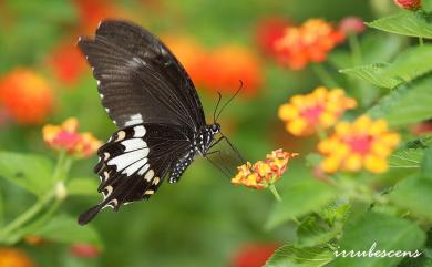 Papilio nephelus chaonulus Fruhstorfer, 1908 大白紋鳳蝶