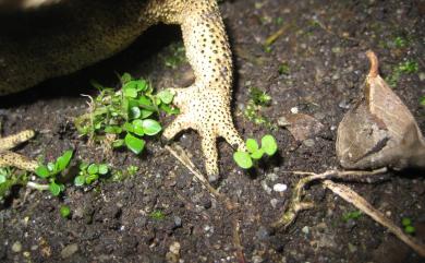 Duttaphrynus melanostictus (Schneider, 1799) 黑眶蟾蜍