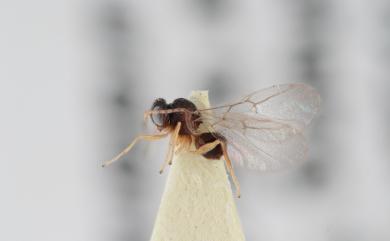 Cycloneuroterus uraianus Tang & Melika, 2016