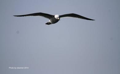 Larus crassirostris Vieillot, 1818 黑尾鷗