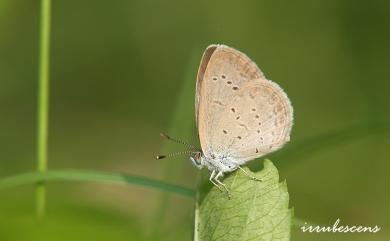 Zizina otis riukuensis (Matsumura, 1929) 折列藍灰蝶