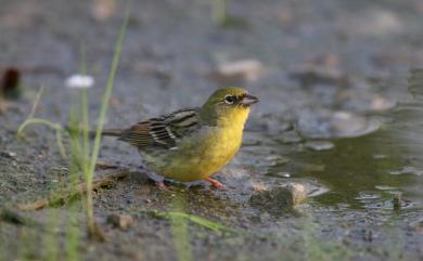 Emberiza sulphurata Temminck & Schlegel, 1848 野鵐