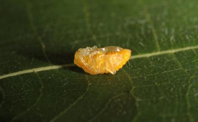 Lema diversipes Pic, 1921 橙背細頸金花蟲