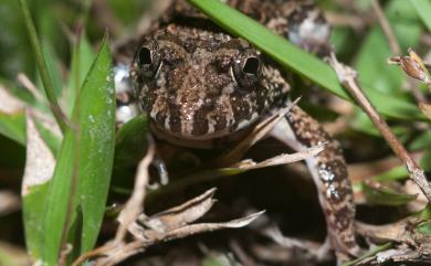 Fejervarya limnocharis (Gravenhorst, 1829) 澤蛙