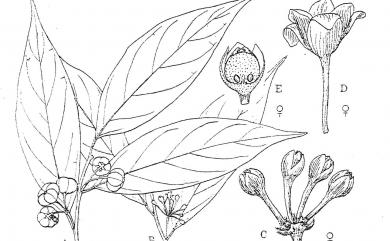 Glochidion zeylanicum var. lanceolatum 披針葉饅頭果