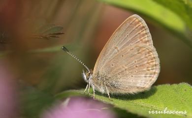 Zizina otis riukuensis (Matsumura, 1929) 折列藍灰蝶