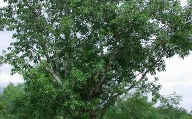 Ficus subpisocarpa Gagnep. 雀榕