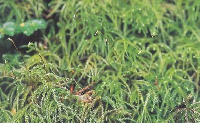 Kindbergia arbuscula (Brotherus) Ochyra, 1982 樹形王苔