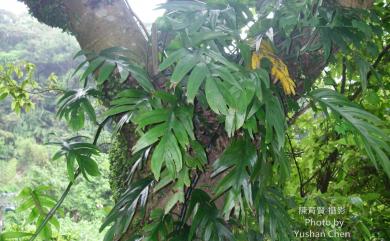 Epipremnum pinnatum (L.) Engl. 拎樹藤