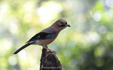 Garrulus glandarius taivanus (Gould, 1862) 松鴉