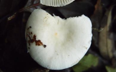 Russula alboareolata Hongo 白紋紅菇