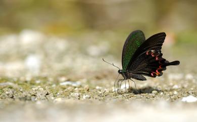 Papilio hermosanus Rebel, 1906 臺灣琉璃翠鳳蝶