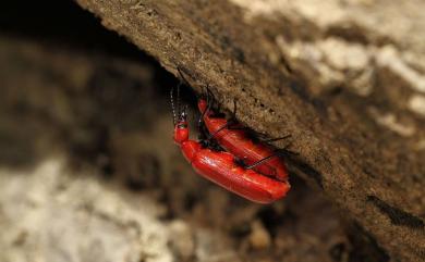 Cissites cephalotes (Olivier, 1795) 大紅芫青