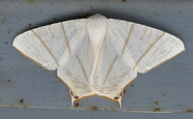 Ourapteryx yerburii virescens Matsumura, 1910