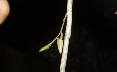 Dendrobium leptocladum 細莖石斛