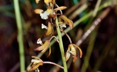 Oreorchis bilamellata Fukuy. 雙板山蘭