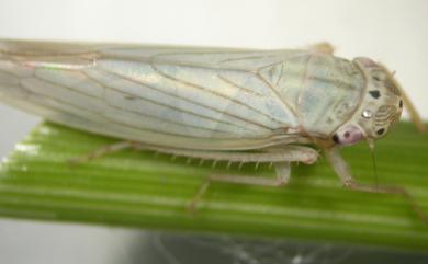Cofana spectra (Distant, 1908) 白大葉蟬