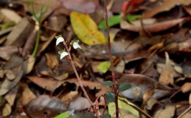 Odontochilus yakushimensis 紫葉旗唇蘭