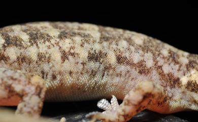 Hemidactylus bowringii Stejneger, 1907 無疣蝎虎