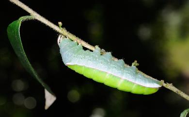 Disparia diluta variegata (Wileman, 1910) 霧迴舟蛾