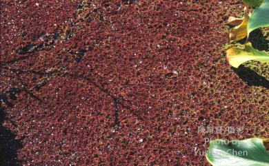 Azolla caroliniana 卡州滿江紅