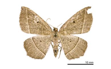 Rhynchobapta flavicostaria Leech, 1897 黃邊褐枯葉紋尺蛾