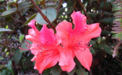 Rhododendron oldhamii Maxim. 金毛杜鵑