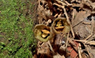 Gastrodia appendiculata C.S.Leou & N.J.Chung 無蕊喙赤箭