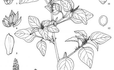 Amaranthus viridis 野莧菜
