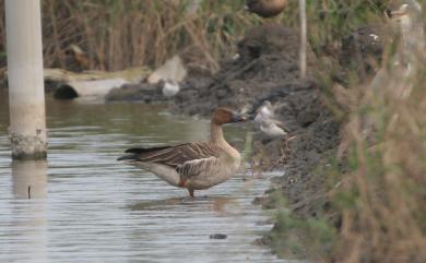 Anser serrirostris serrirostris Swinhoe, 1871 凍原豆雁