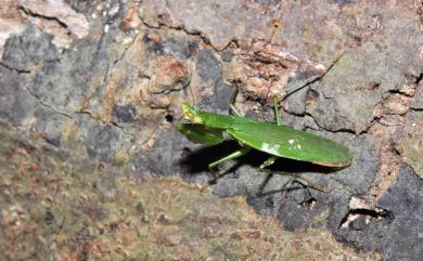 Odontomantis planiceps (Haan, 1842) 綠大齒螳