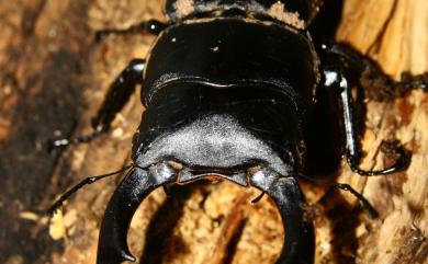 Dorcus schenklingi (Möllenkamp, 1913) 長角大鍬形蟲