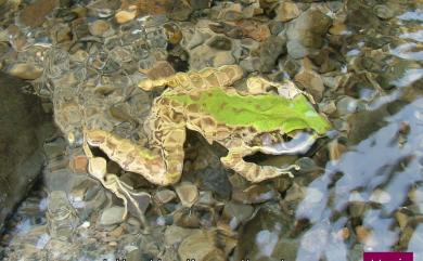 Odorrana swinhoana (Boulenger, 1903) 斯文豪氏赤蛙