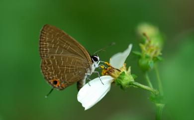 Jamides bochus formosanus Fruhstorfer, 1909 雅波灰蝶